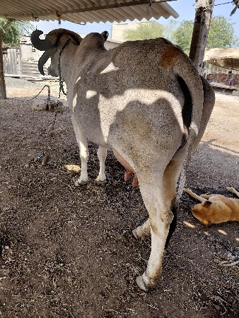 ગાય વેચવા ની  સે