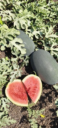 તરબૂચ વેચવાના છે