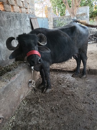 थंबनेल 3