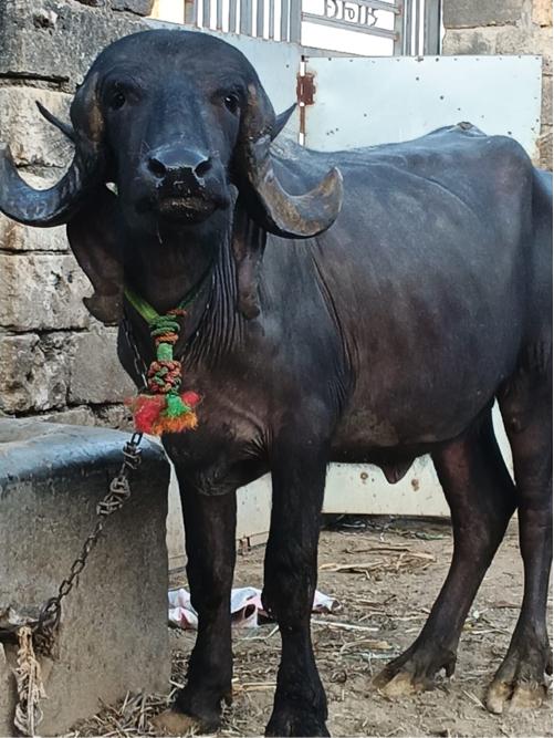 ખડેલું વેશવાનું છે