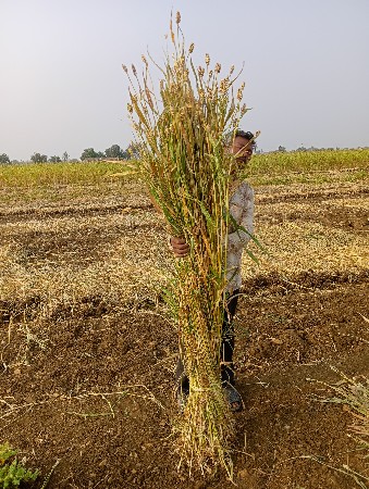 જુવારની નિરણ અને પાલો વેચવાનો