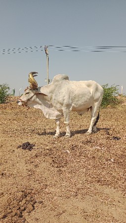 બળદ દેવાનો છે