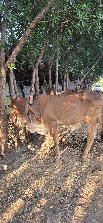 थंबनेल 2