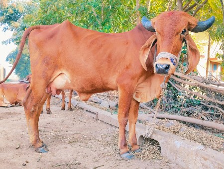 હોડકી વેચવાની