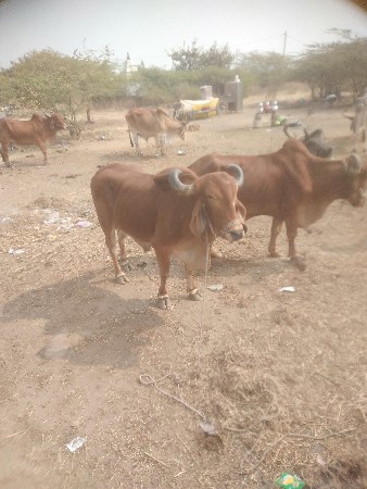 જુનાગઢ જીલ્લો વંથલી તાલુકો રાવણી ગ