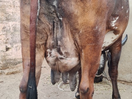 ગીર ક્રોસ ગાય આપવાની છે