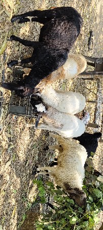 થંબનેલ 3