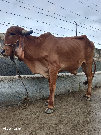 ગોધ્લો વેચવાનો છે