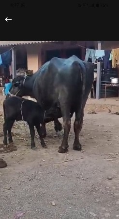 थंबनेल 2