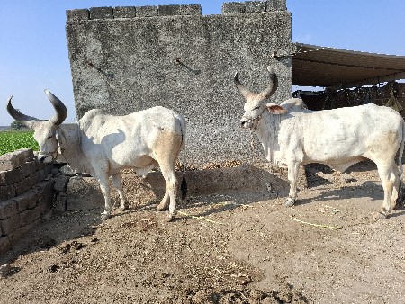 थंबनेल 2