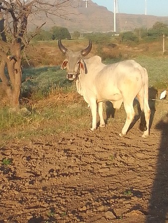 આવો ગોટલો લેવાનો છે
