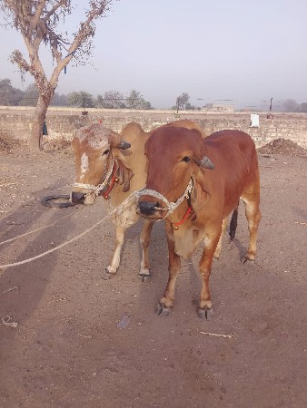 ધીરુભાઈ