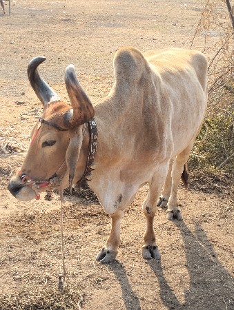 થંબનેલ 3