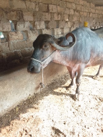 ભેંસ વેચવાની છે