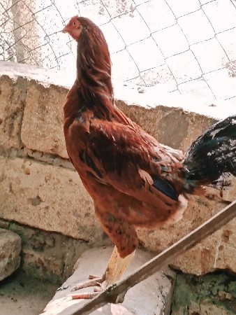 અશીલ્.મુરઘો.વેચવાનો..છે