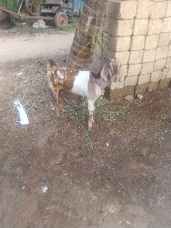 બકરી પતેરી છે