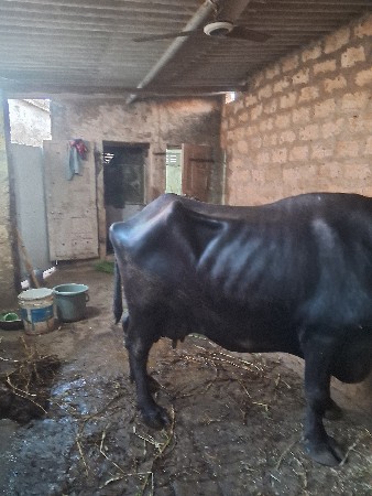 थंबनेल 4