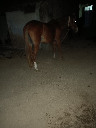 આ બે ધોડી વેસવાની સે એક ધોડો સે