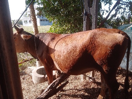 થંબનેલ 2