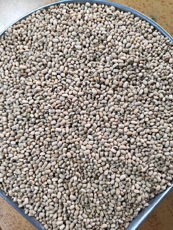 chori nu biyaran vechvanu che