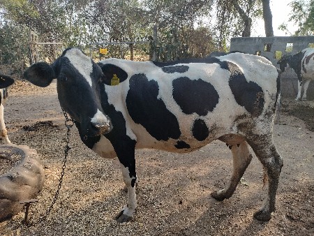 જર્સી ગાય વેચવાની છે