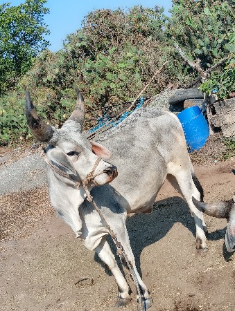 थंबनेल 3