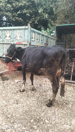 થંબનેલ 4