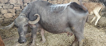 थंबनेल 2