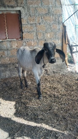 थंबनेल 3