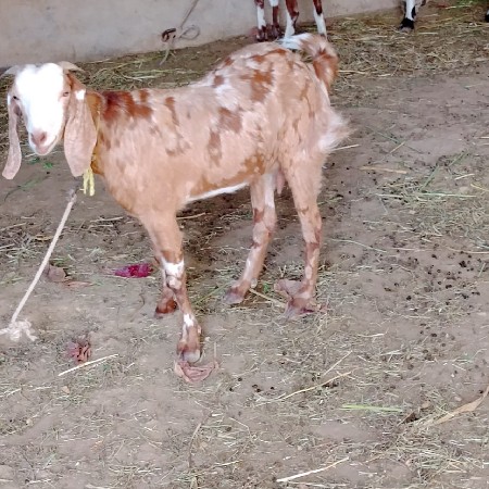 આ બકરી વેચવા ની છે