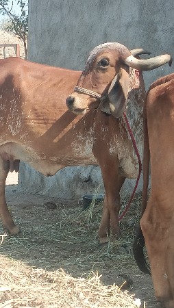 थंबनेल 2