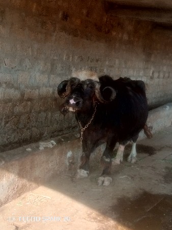 થંબનેલ 2