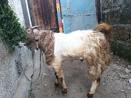 patiro bakrro devanu che