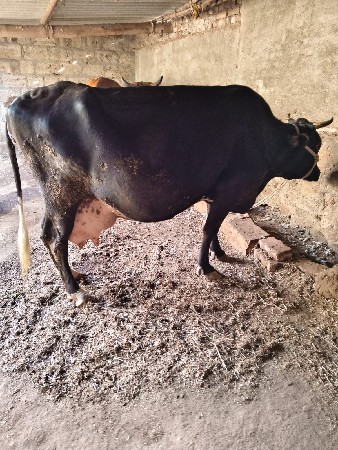 थंबनेल 3