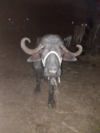 Bhushan veshvani se bhai