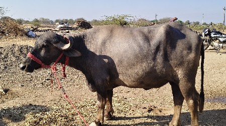 ખળેલી વેચવાની છે