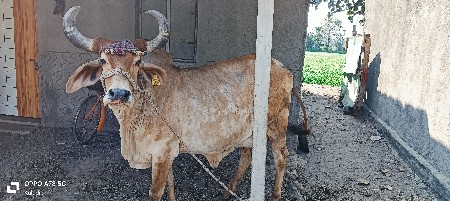 ગાય વેચવાની છે