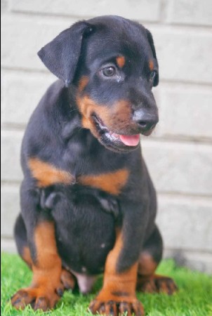 Doberman puppy
