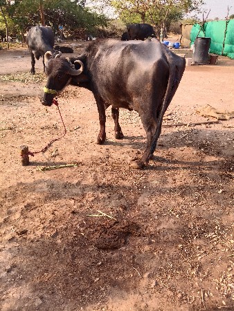 थंबनेल 2