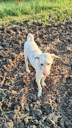 કૂતરો વેચવા નો se