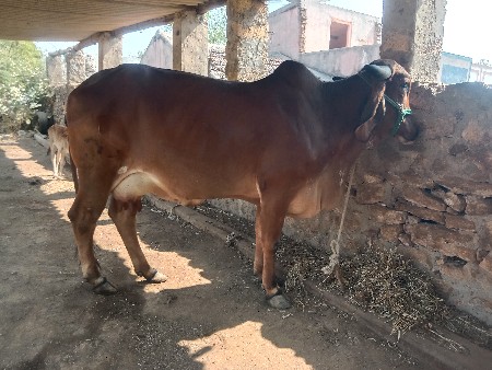 વેચવાની છે