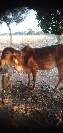 થંબનેલ 2