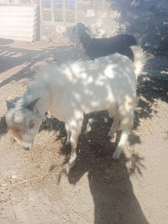 વેચવાનો છે