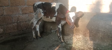 थंबनेल 2