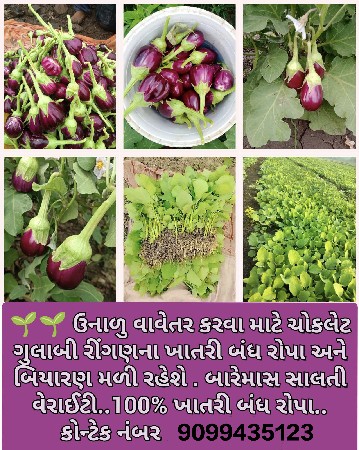 દેશી ચોકલેટ ગુલાબી રીંગણ ના રોપા
