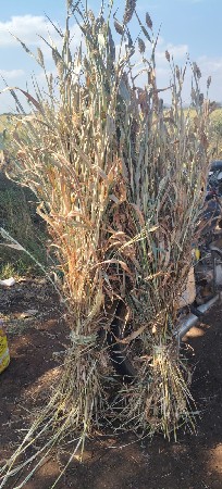 નીરણ વેચવાની છે