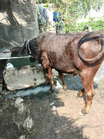 થંબનેલ 3