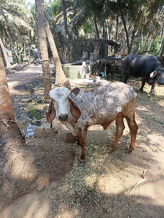 આ વાછડો વેચવાનો છે