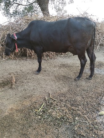 આ ગાય વેચવાની છે આઠ લીટર દૂધ છે