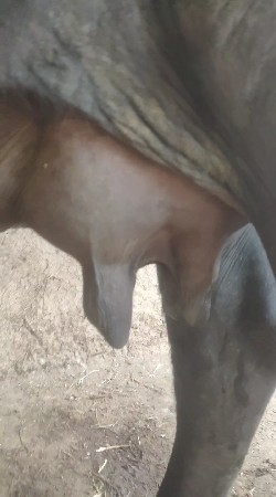 ભેંશ વેચવાની છે💯 જવાબદારીથી